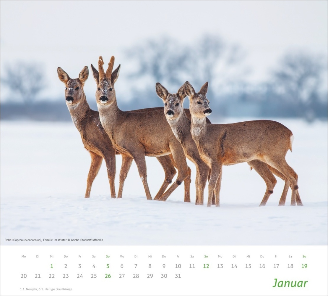 Bild: 9783756406913 | Heimische Tiere Bildkalender 2025 | Kalender | Spiralbindung | 14 S.