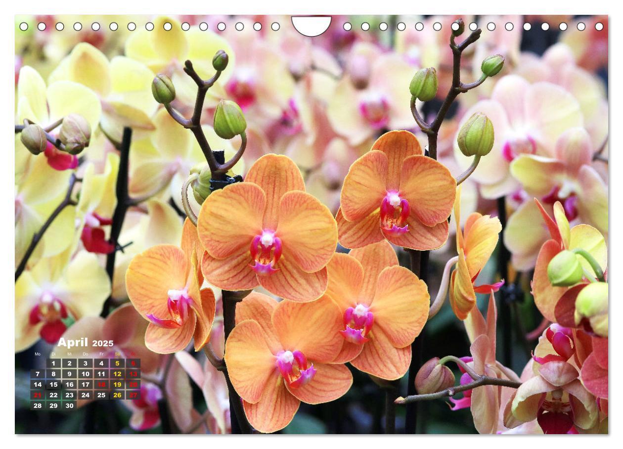 Bild: 9783383778551 | Prächtige Orchideen (Wandkalender 2025 DIN A4 quer), CALVENDO...