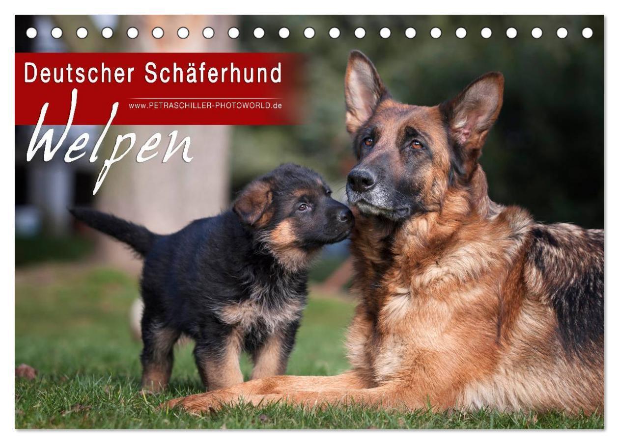 Cover: 9783383533495 | Deutscher Schäferhund - Welpen (Tischkalender 2024 DIN A5 quer),...
