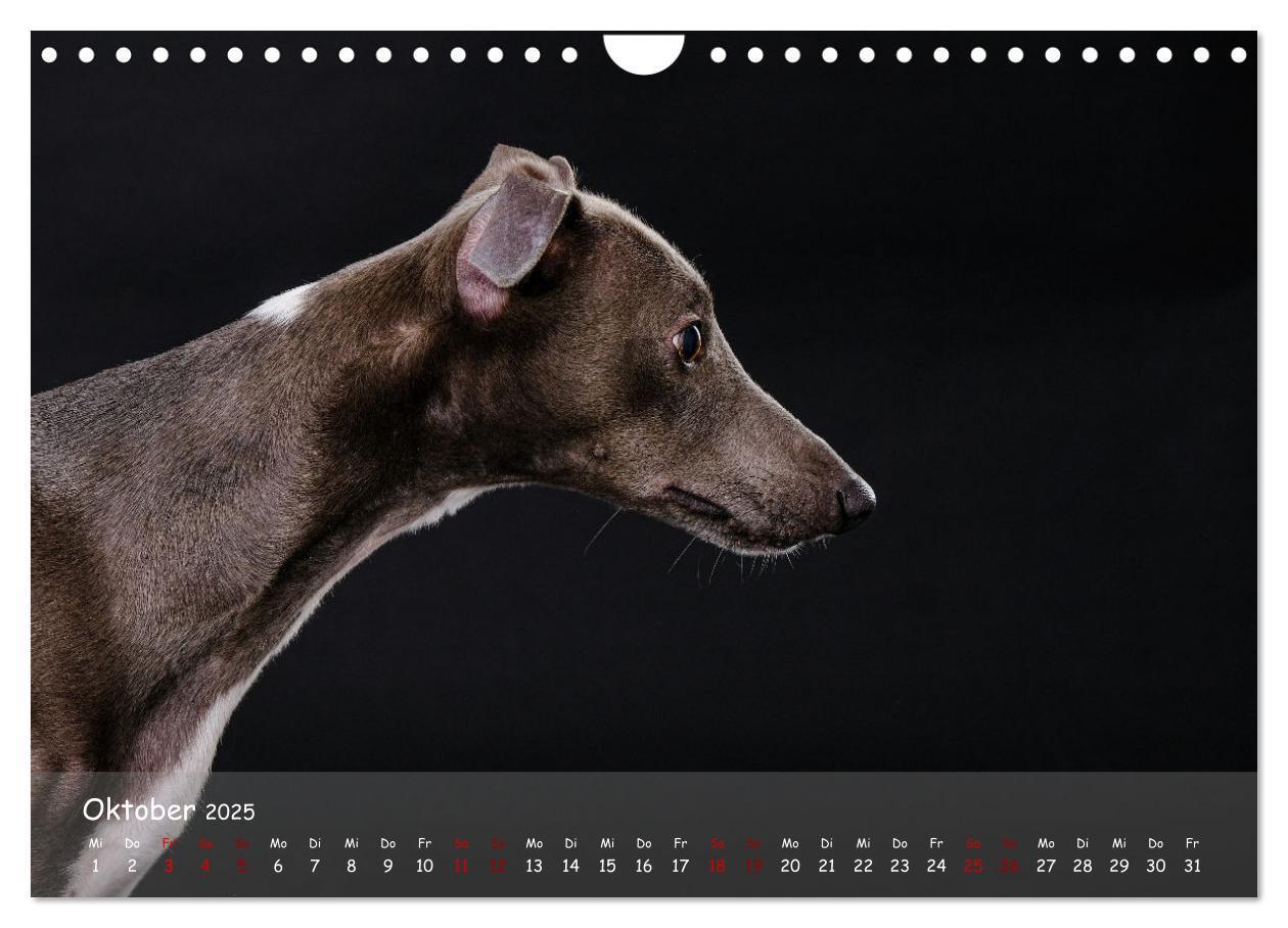 Bild: 9783383857133 | Whippets - Seelenhunde fürs Leben (Wandkalender 2025 DIN A4 quer),...