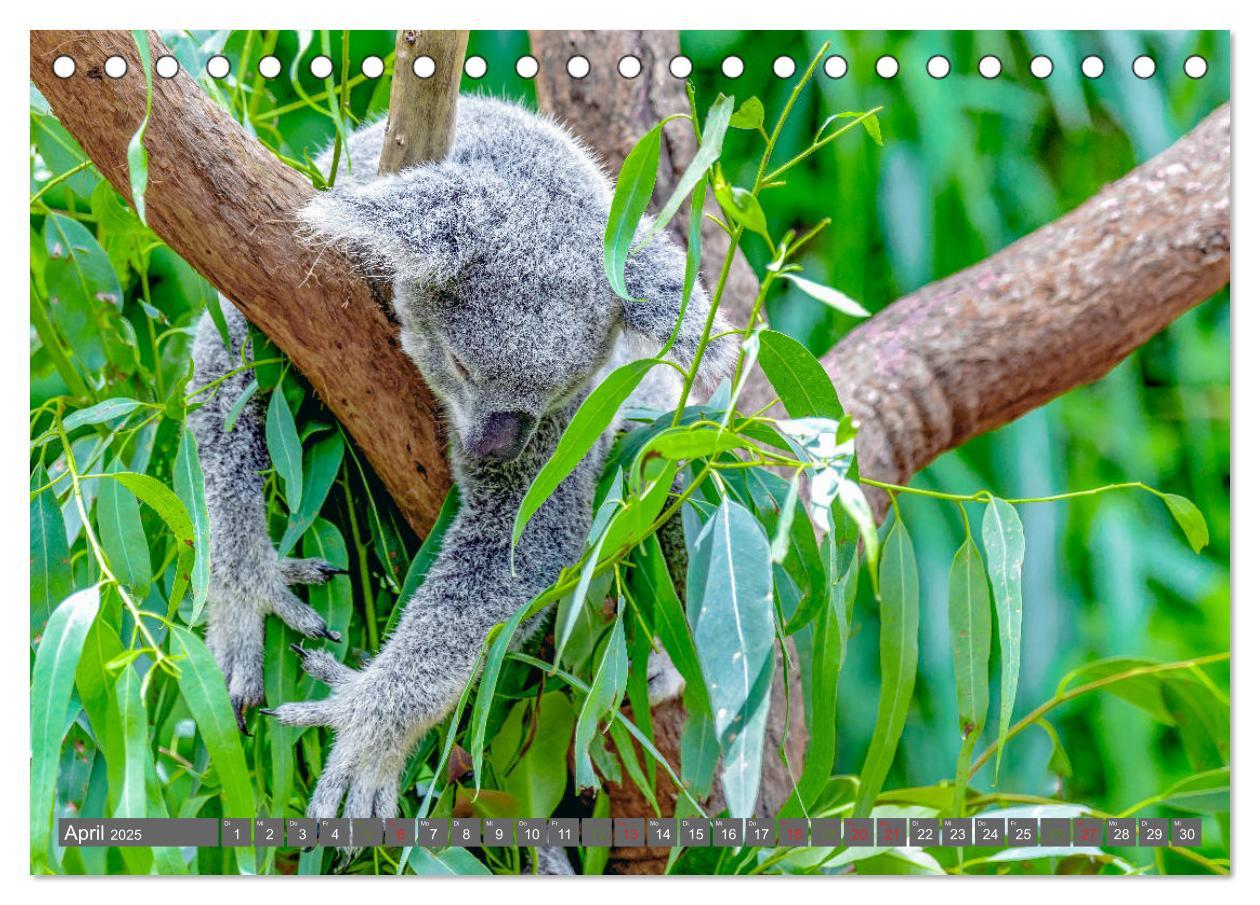 Bild: 9783435159741 | Koalas - Kuscheliges Symbol Australiens (Tischkalender 2025 DIN A5...