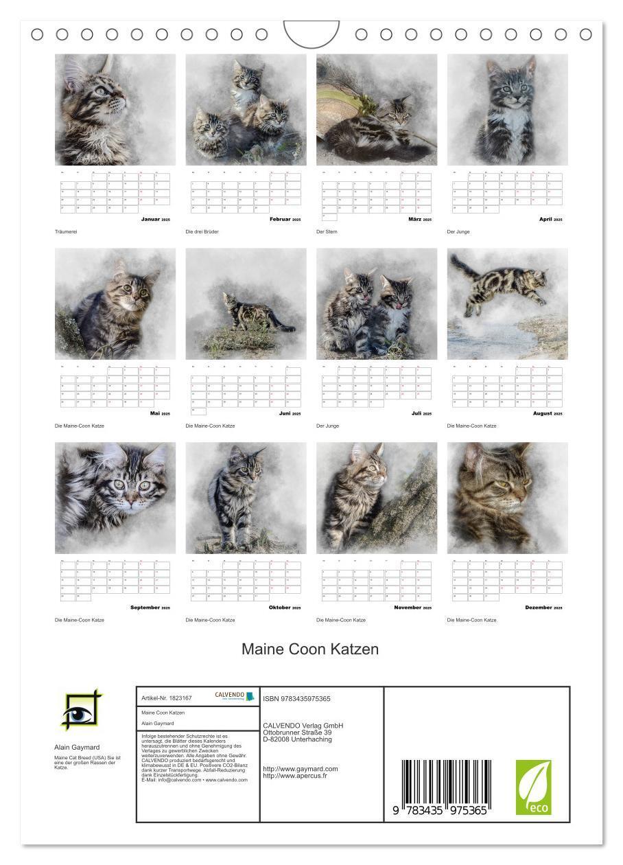 Bild: 9783435975365 | Maine Coon Katzen (Wandkalender 2025 DIN A4 hoch), CALVENDO...