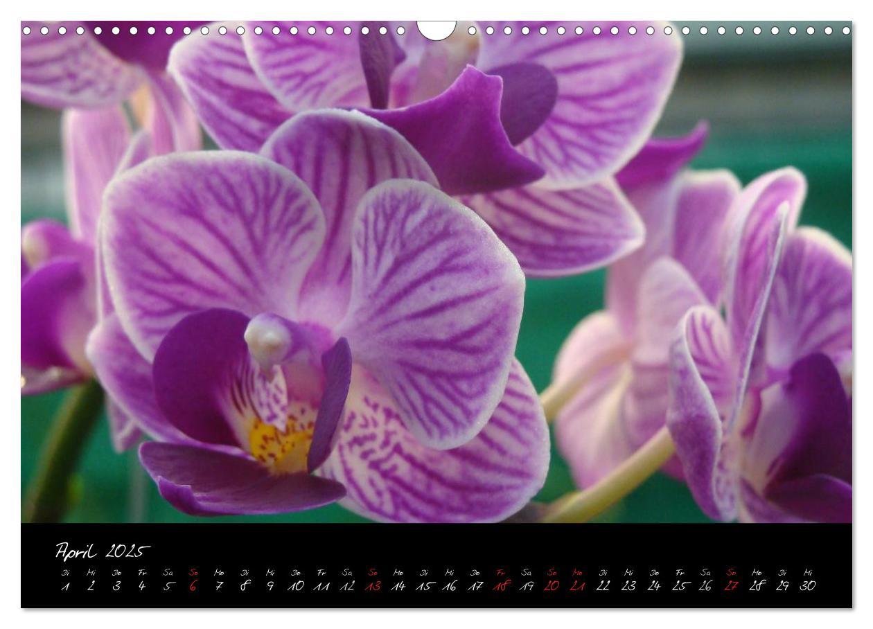 Bild: 9783435822119 | Farbenreiche Orchideen (Wandkalender 2025 DIN A3 quer), CALVENDO...