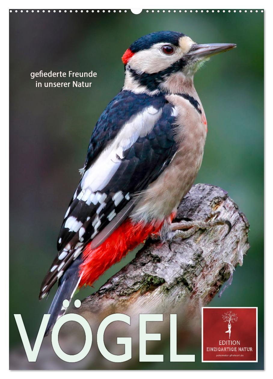 Cover: 9783435930470 | Vögel - gefiederte Freunde in unserer Natur (Wandkalender 2025 DIN...