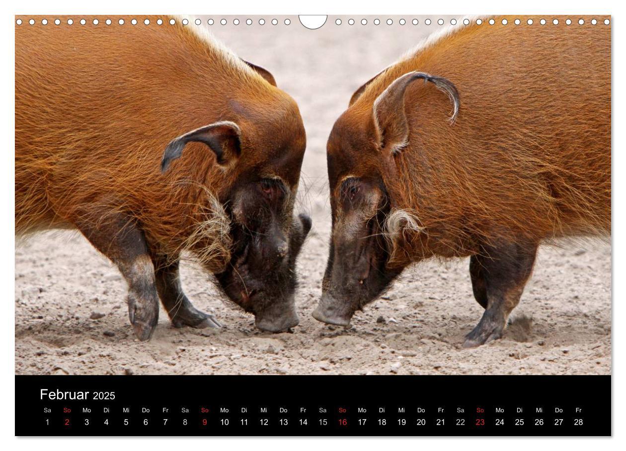 Bild: 9783435838509 | Schweinereien (Wandkalender 2025 DIN A3 quer), CALVENDO Monatskalender