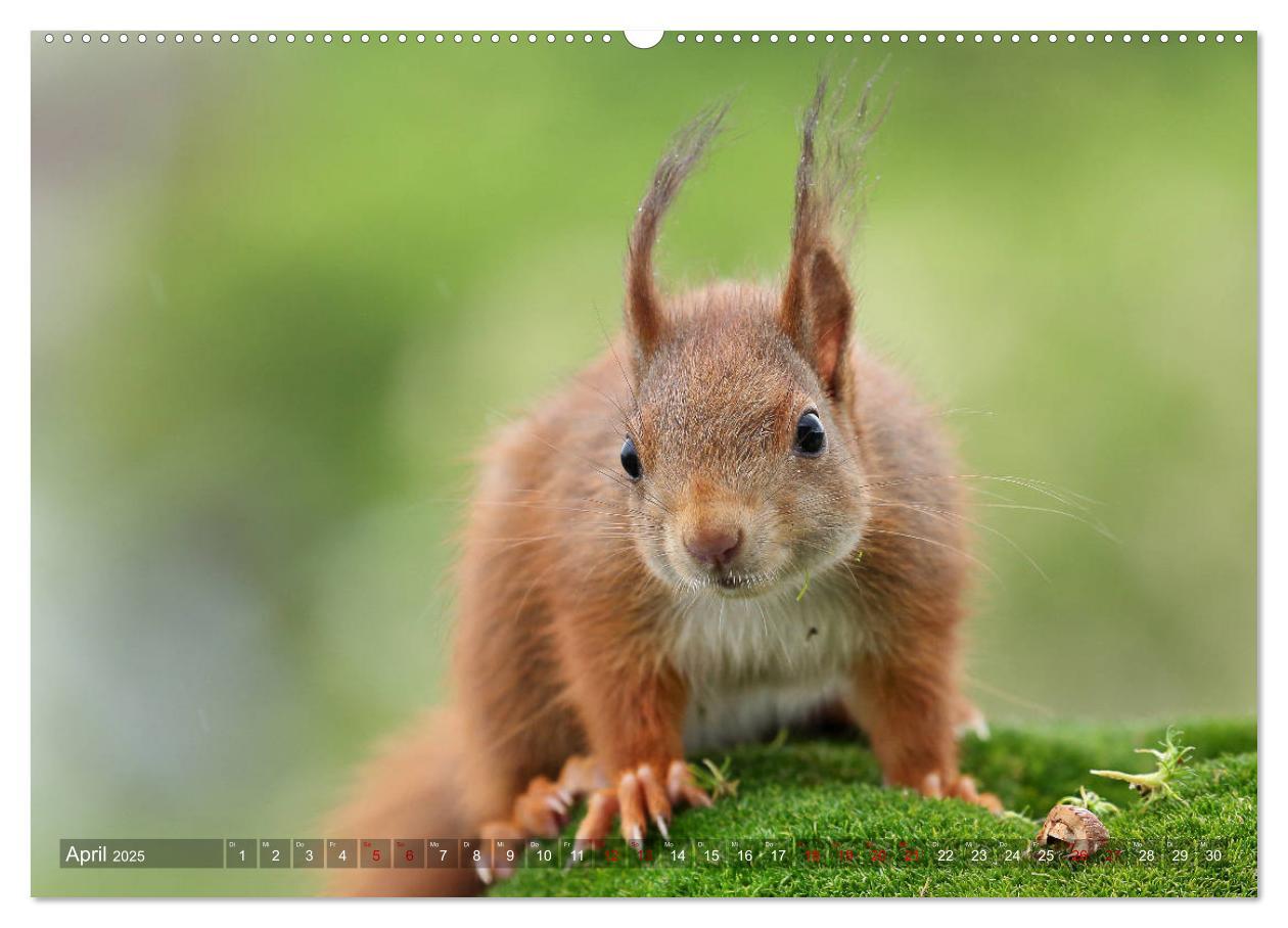 Bild: 9783435344963 | Eichhörnchen Luna und ihre Kinder (Wandkalender 2025 DIN A2 quer),...