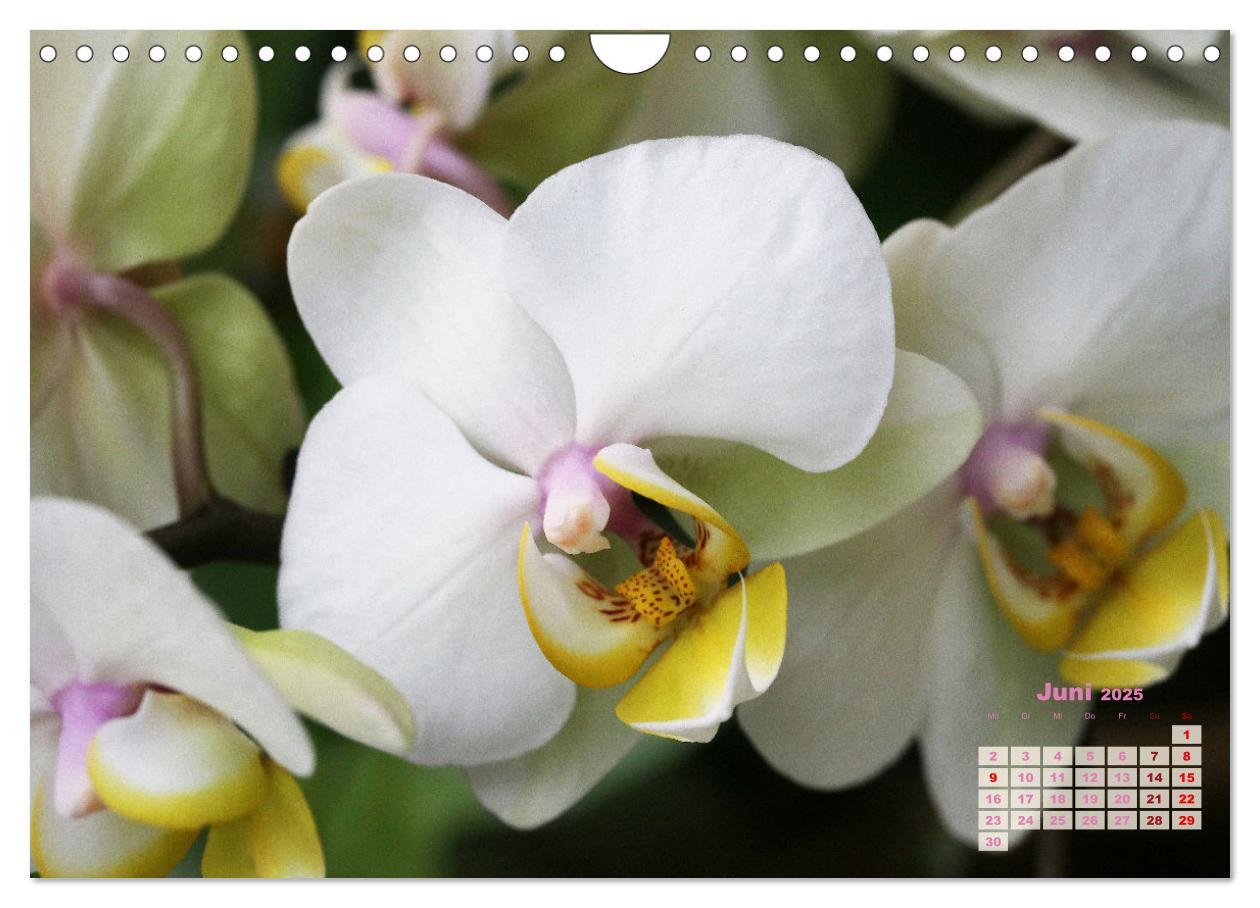 Bild: 9783383915901 | Schönste Orchideen (Wandkalender 2025 DIN A4 quer), CALVENDO...