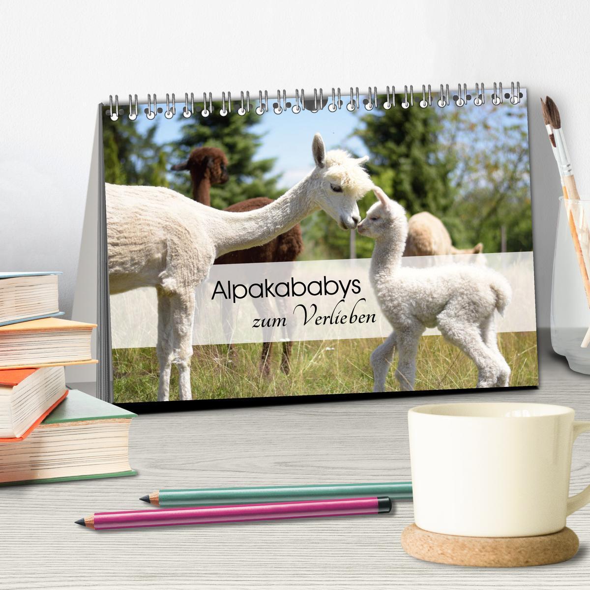 Bild: 9783383939624 | Alpakababys zum Verlieben (Tischkalender 2025 DIN A5 quer),...