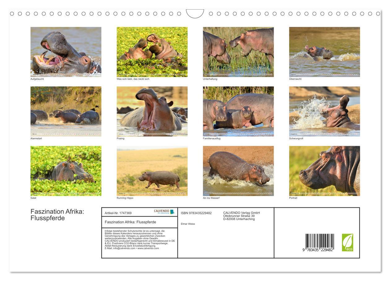 Bild: 9783435229482 | Faszination Afrika: Flusspferde (Wandkalender 2025 DIN A3 quer),...