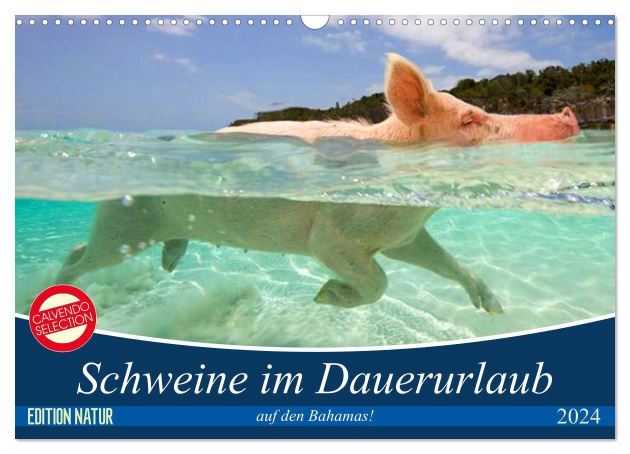 Cover: 9783675755963 | Schweine im Dauerurlaub auf den Bahamas! (Wandkalender 2024 DIN A3...