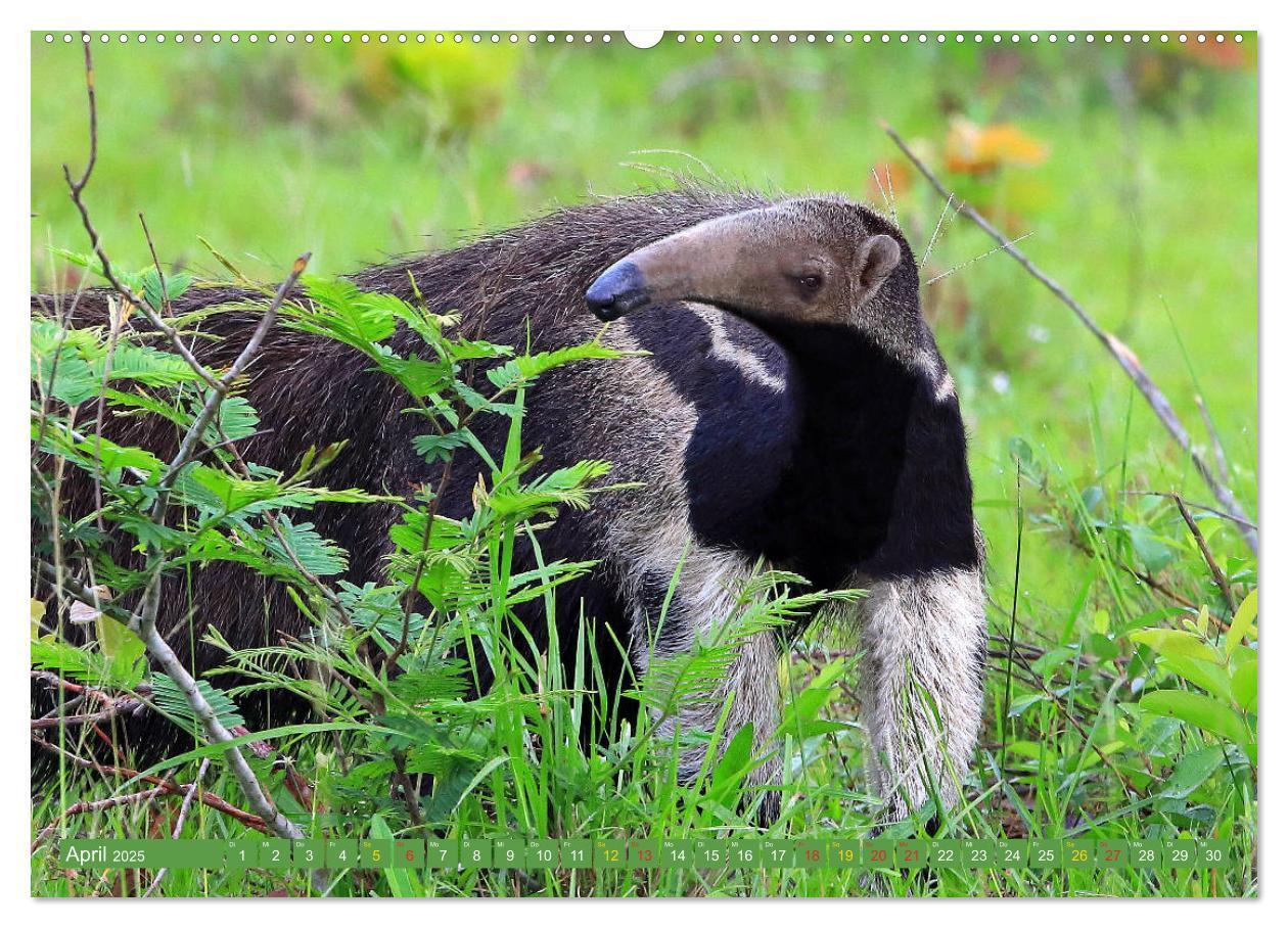 Bild: 9783435262519 | Tierparadies Pantanal (Wandkalender 2025 DIN A2 quer), CALVENDO...