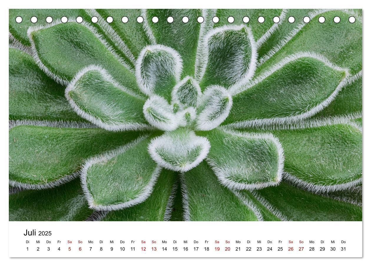 Bild: 9783435290574 | Sukkulenten Galerie (Tischkalender 2025 DIN A5 quer), CALVENDO...