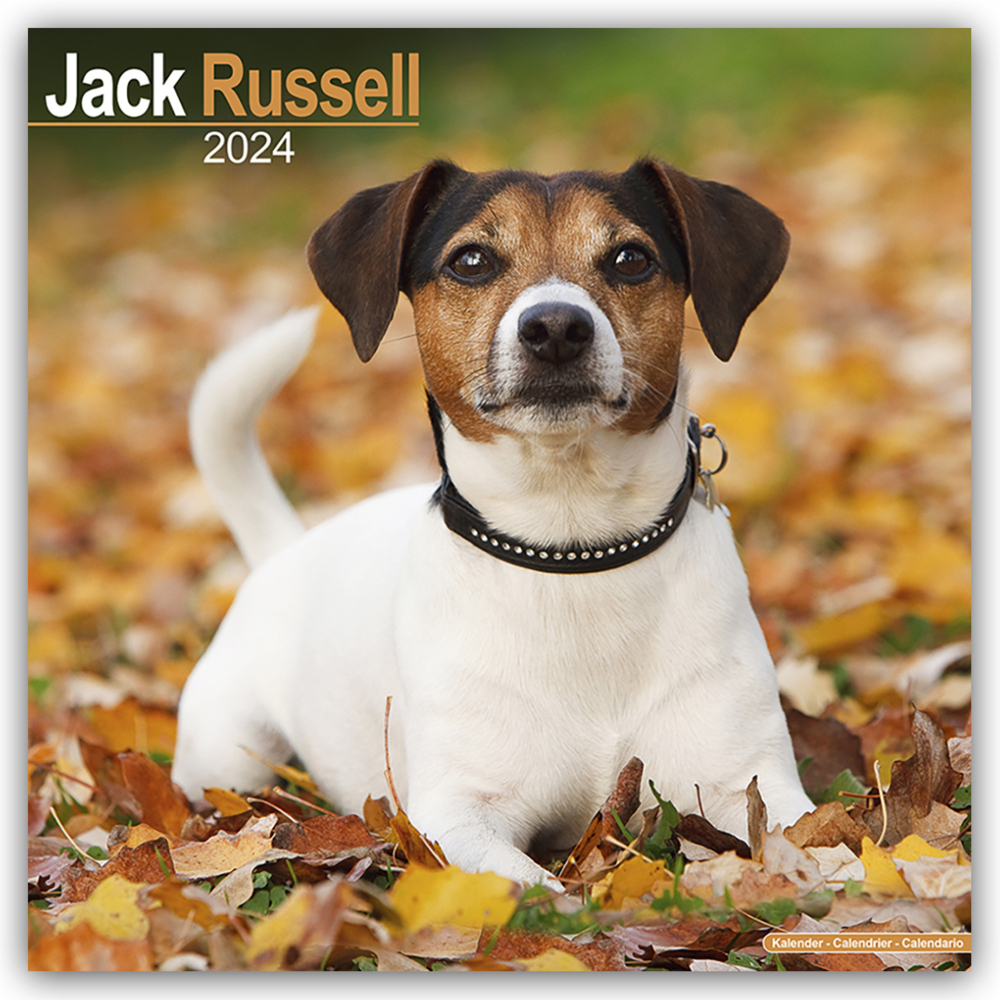 Cover: 9781804600573 | Jack Russell Terrier 2024 - 16-Monatskalender | Ltd | Kalender | 13 S.