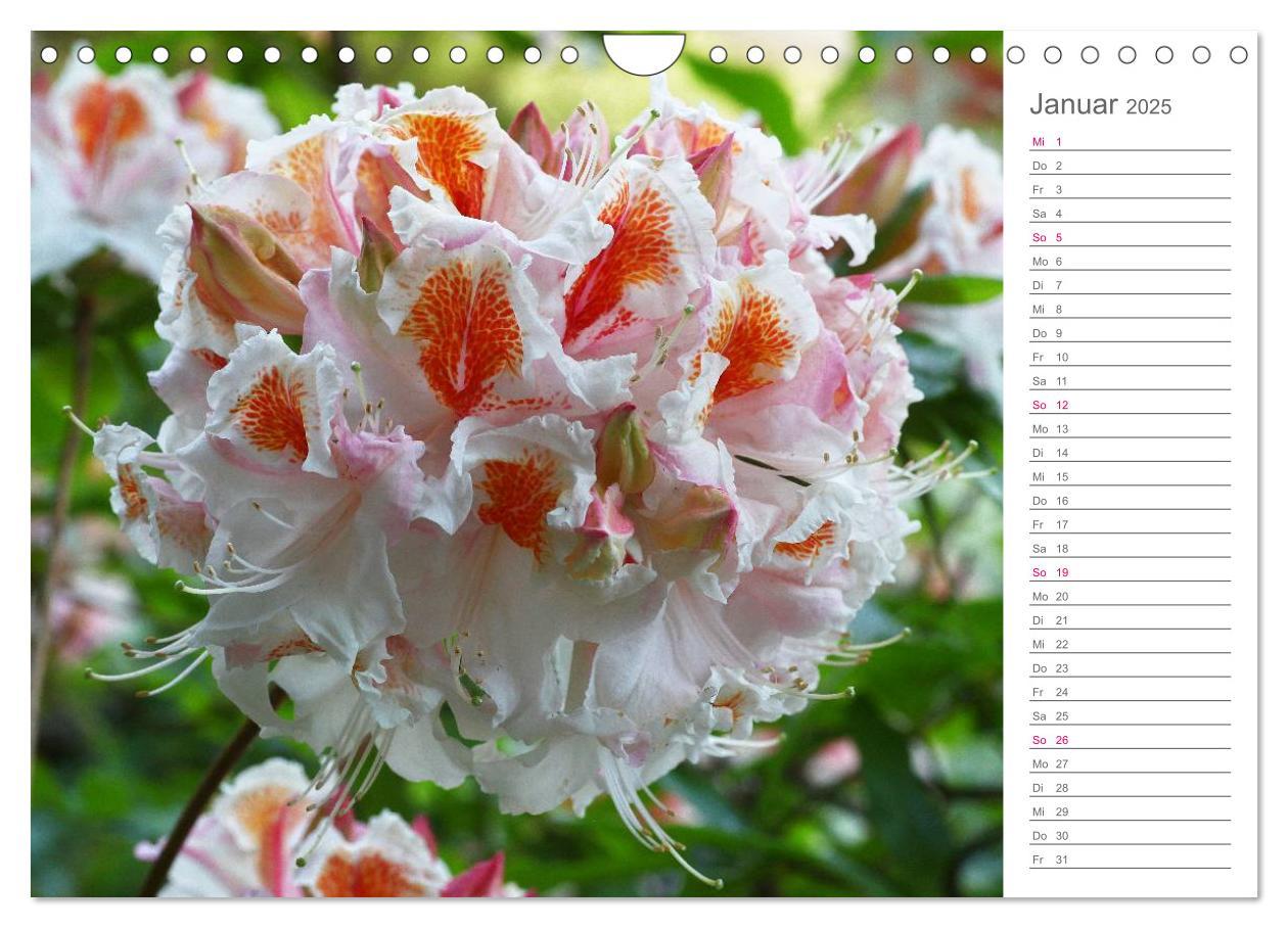 Bild: 9783435492091 | Rhododendron Schönheiten im Garten (Wandkalender 2025 DIN A4 quer),...