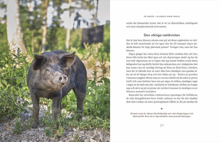 Bild: 9783866907614 | Wie Tiere fühlen | Per Jensen | Buch | 200 S. | Deutsch | 2021