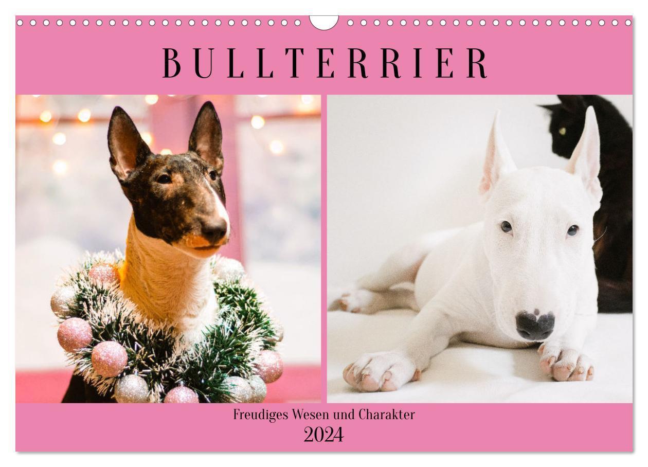 Cover: 9783675713253 | Bullterrier. Freudiges Wesen und Charakter (Wandkalender 2024 DIN...