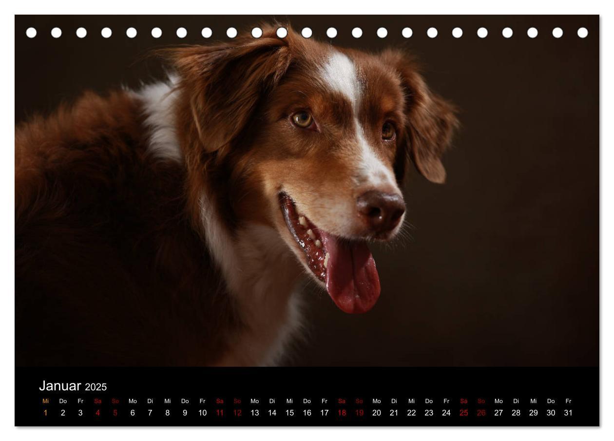 Bild: 9783435435517 | Charmante Australian Shepherds (Tischkalender 2025 DIN A5 quer),...