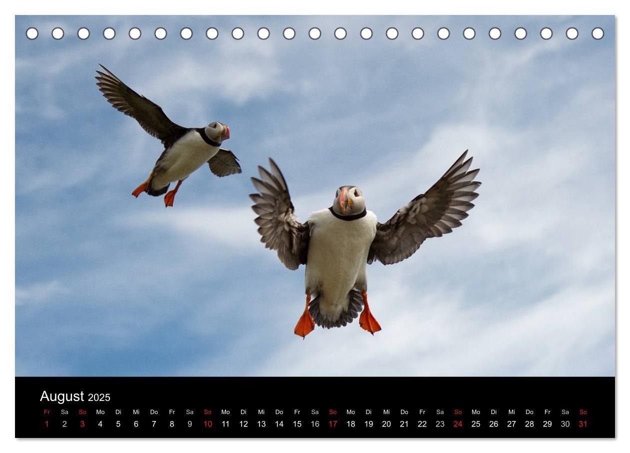 Bild: 9783435714483 | Papageientaucher 2025 (Tischkalender 2025 DIN A5 quer), CALVENDO...