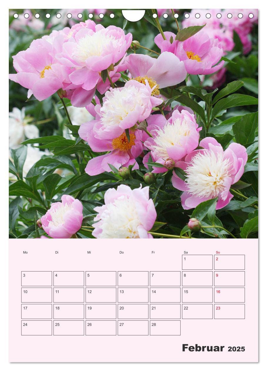 Bild: 9783435971886 | Pfingstrosen Rosen ohne Dornen (Wandkalender 2025 DIN A4 hoch),...