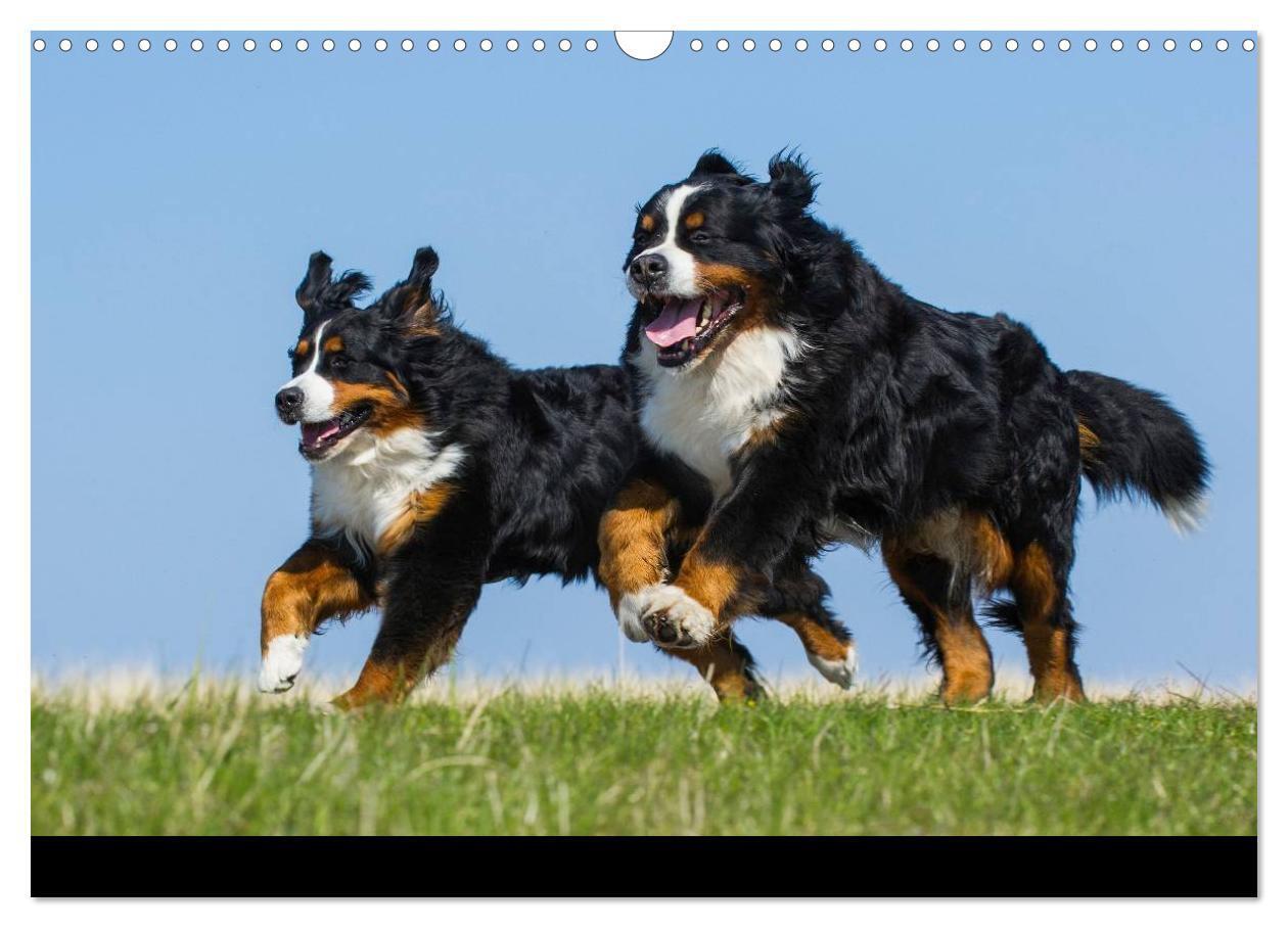 Bild: 9783435770465 | Berner Sennenhund 2025 (Wandkalender 2025 DIN A3 quer), CALVENDO...