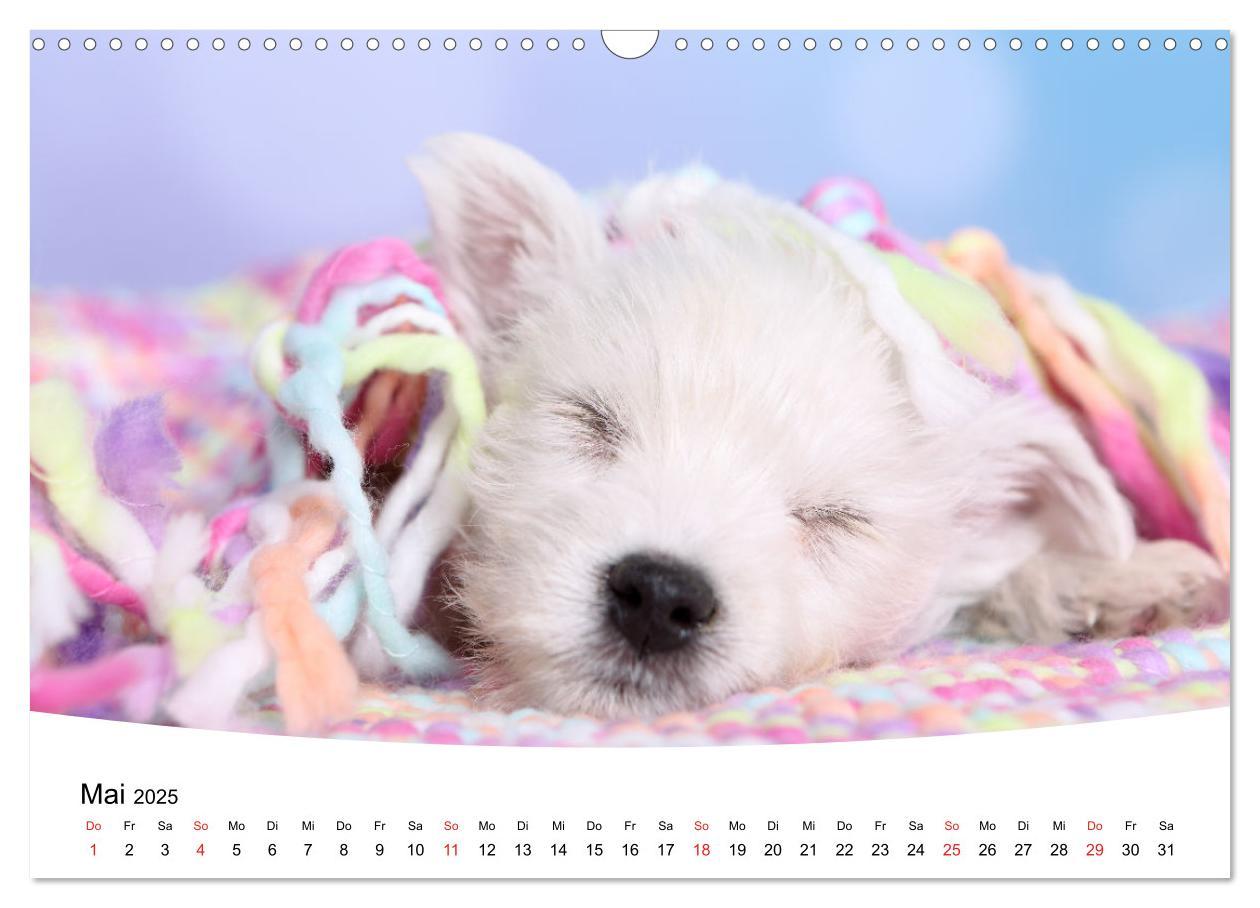 Bild: 9783435160358 | Süße Träume 2025 - schlafende Hundewelpen (Wandkalender 2025 DIN A3...