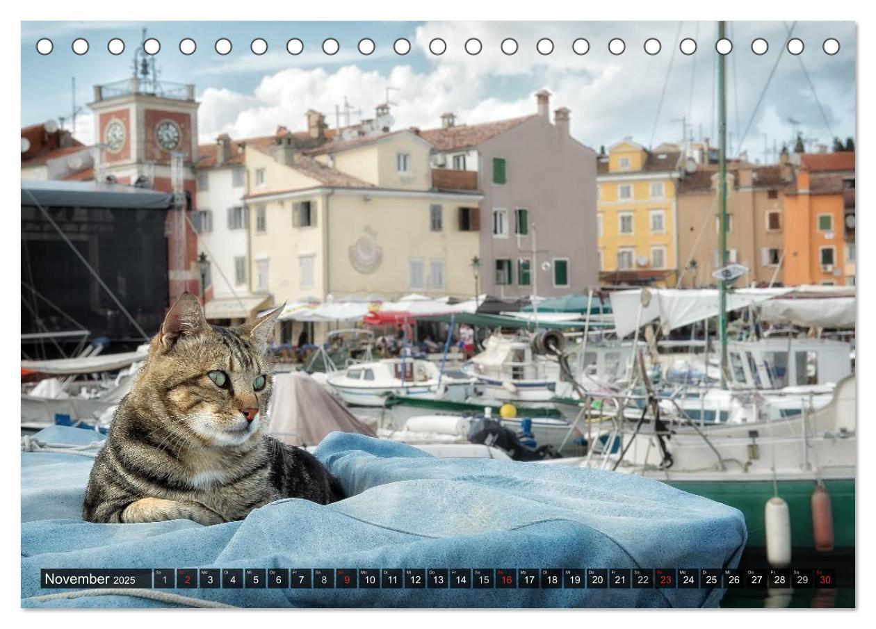 Bild: 9783435575527 | Die Katzen von Rovinj (Tischkalender 2025 DIN A5 quer), CALVENDO...