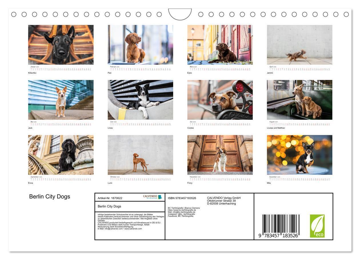 Bild: 9783457183526 | Berlin City Dogs - Berliner Hunde (Wandkalender 2025 DIN A4 quer),...