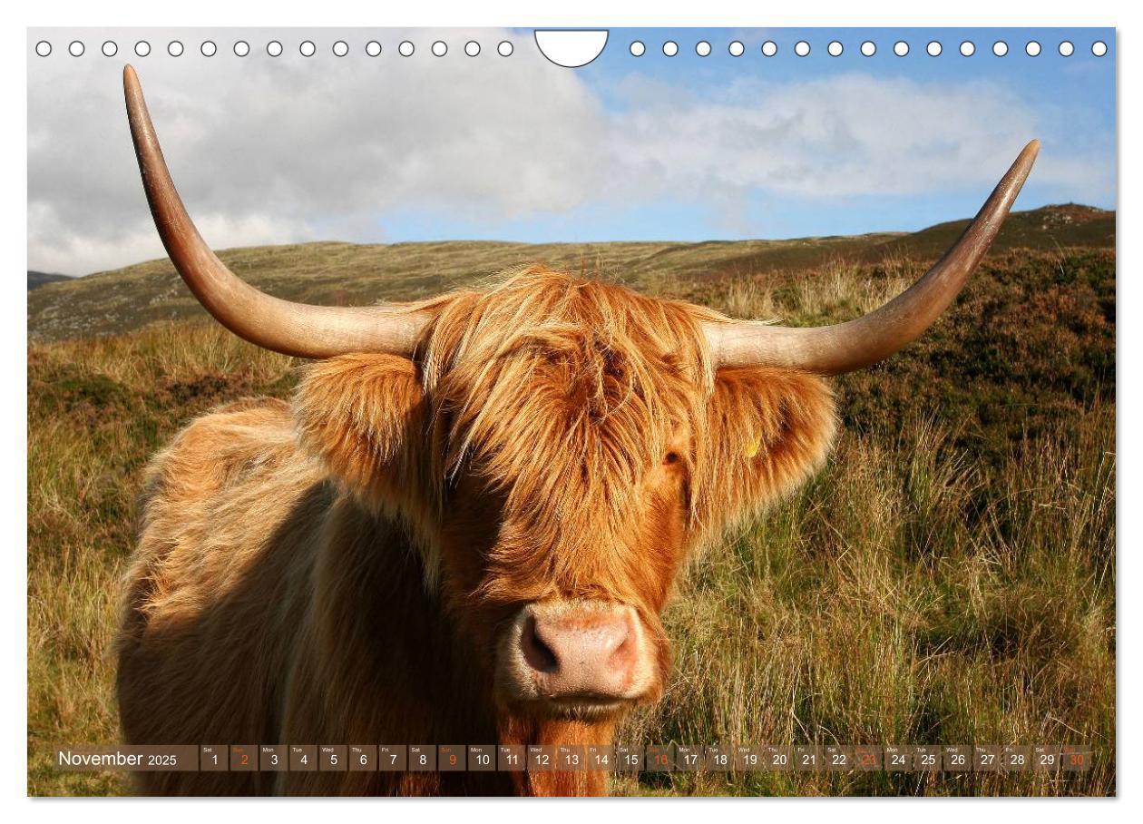 Bild: 9781325994274 | Highland Cattle - Native Breed of Scotland (Wall Calendar 2025 DIN...