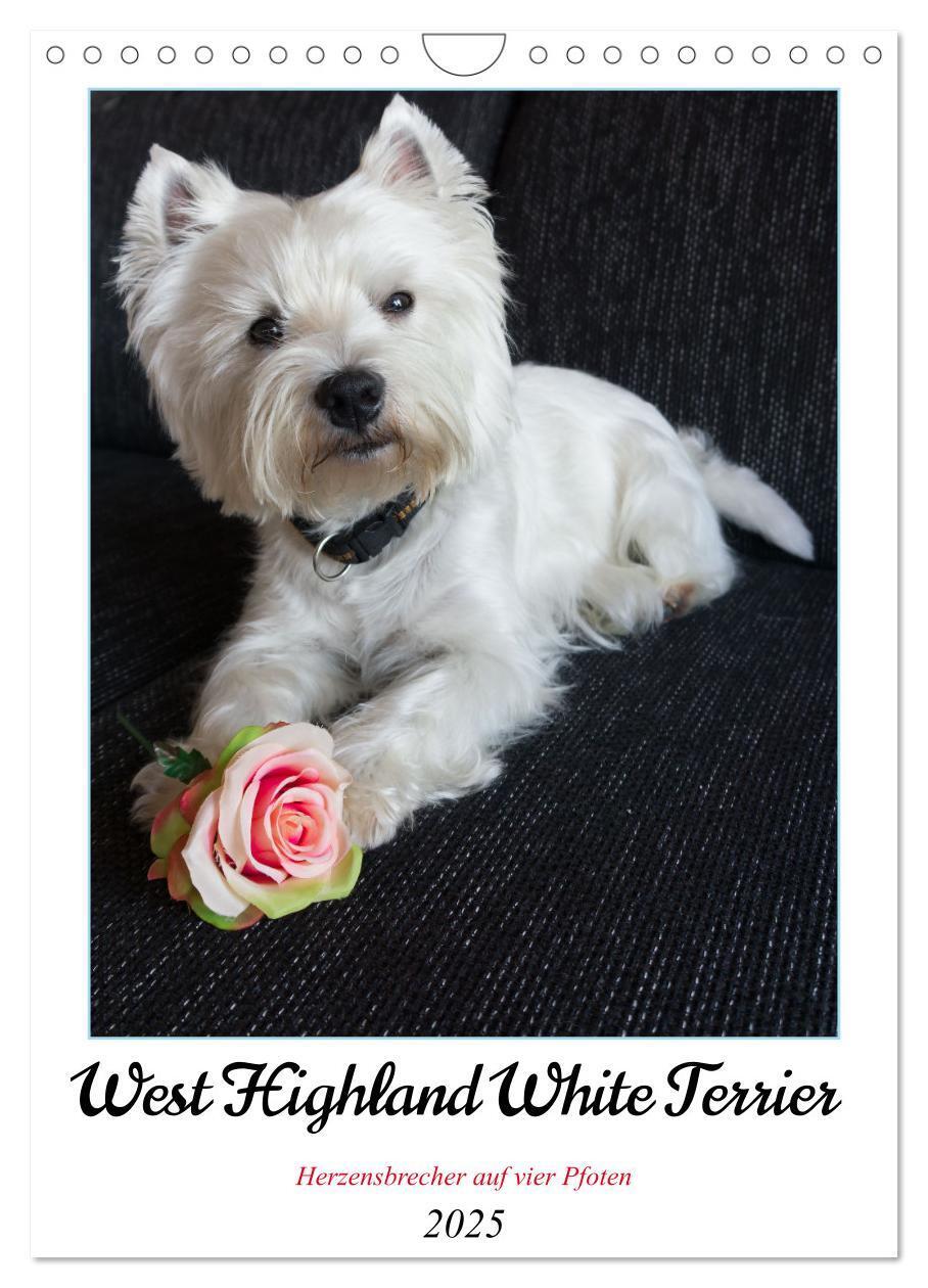 Cover: 9783435888276 | West Highland White Terrier - Herzensbrecher auf vier Pfoten...