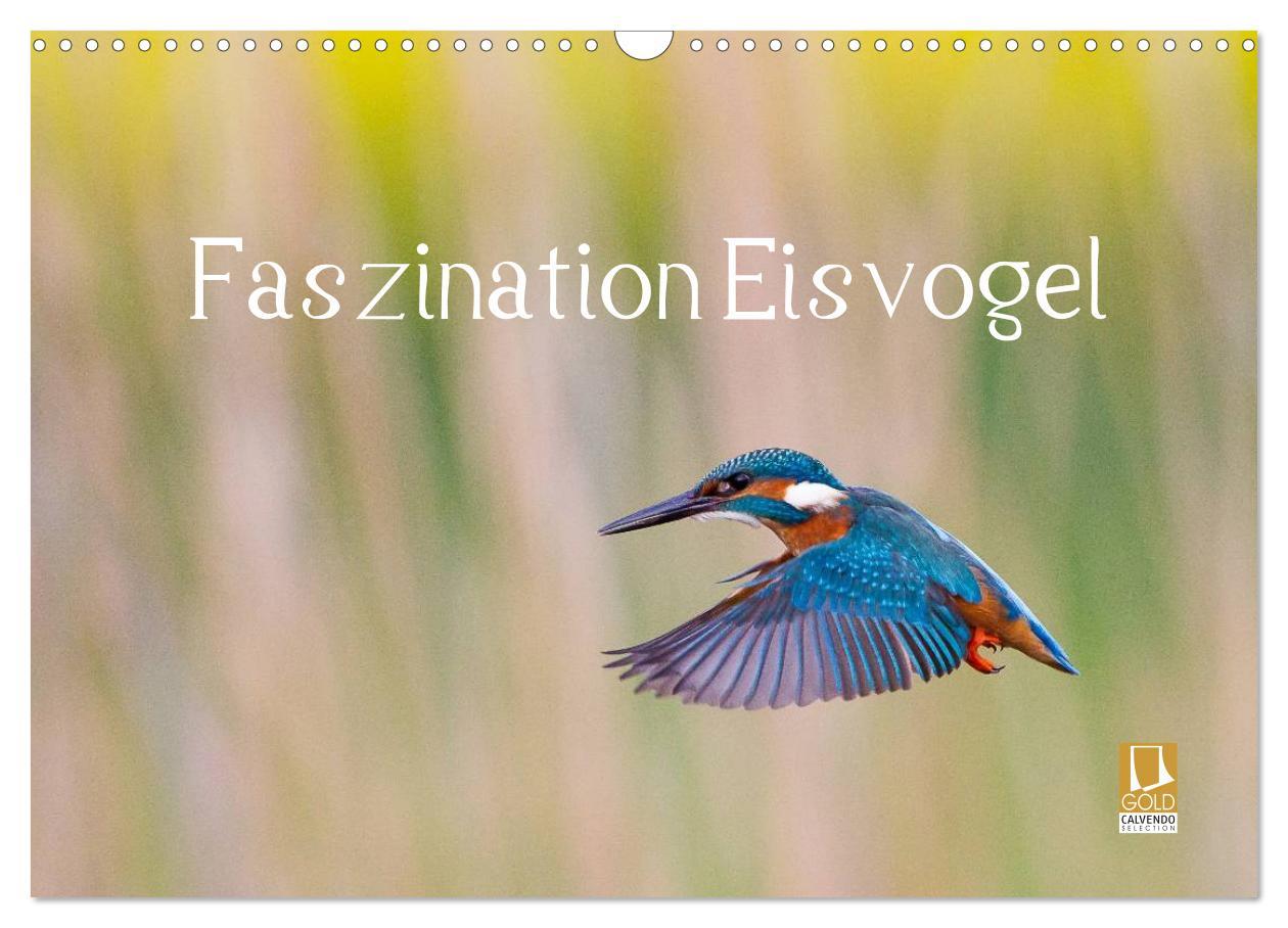 Cover: 9783435503599 | Faszination Eisvogel (Wandkalender 2025 DIN A3 quer), CALVENDO...