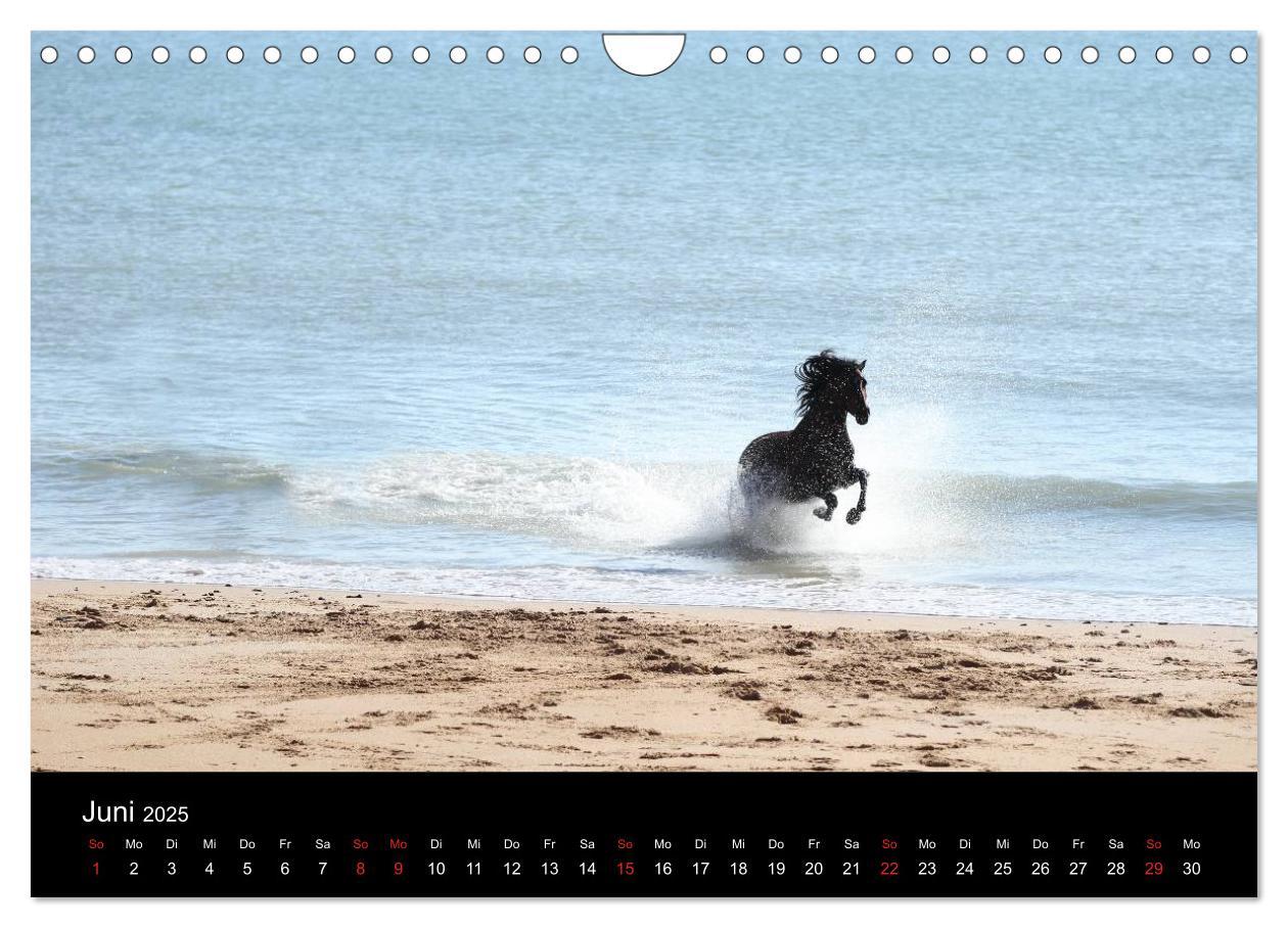 Bild: 9783435567126 | Caballos Spanische Pferde 2025 (Wandkalender 2025 DIN A4 quer),...