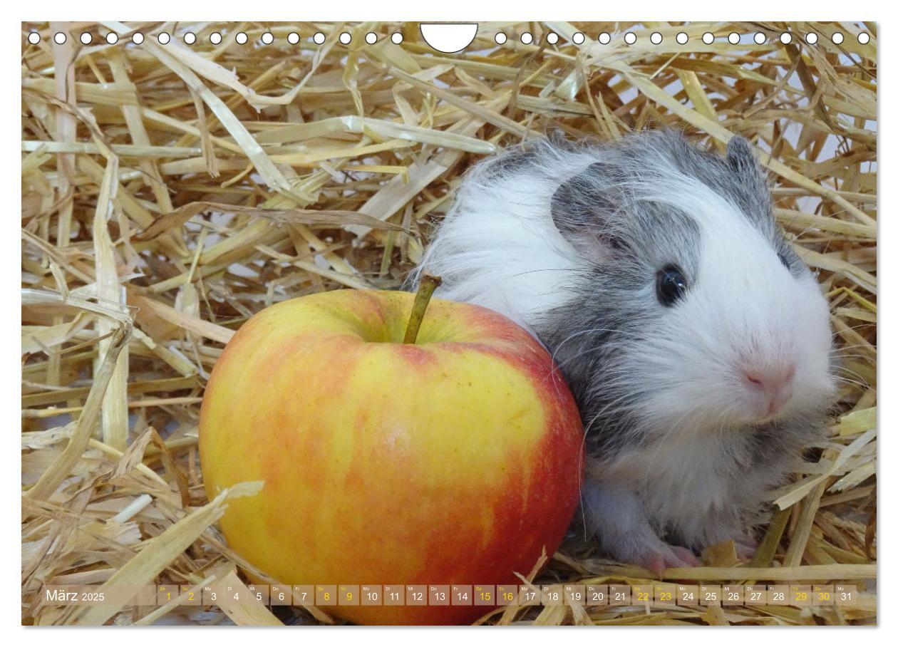 Bild: 9783435092963 | MEERSCHWEINCHEN verzaubern uns immer wieder (Wandkalender 2025 DIN...