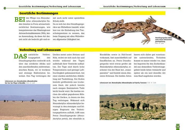 Bild: 9783866590328 | Der Dünnfingergecko | Stenodactylus stenodactylus | Jens Rauh | Buch