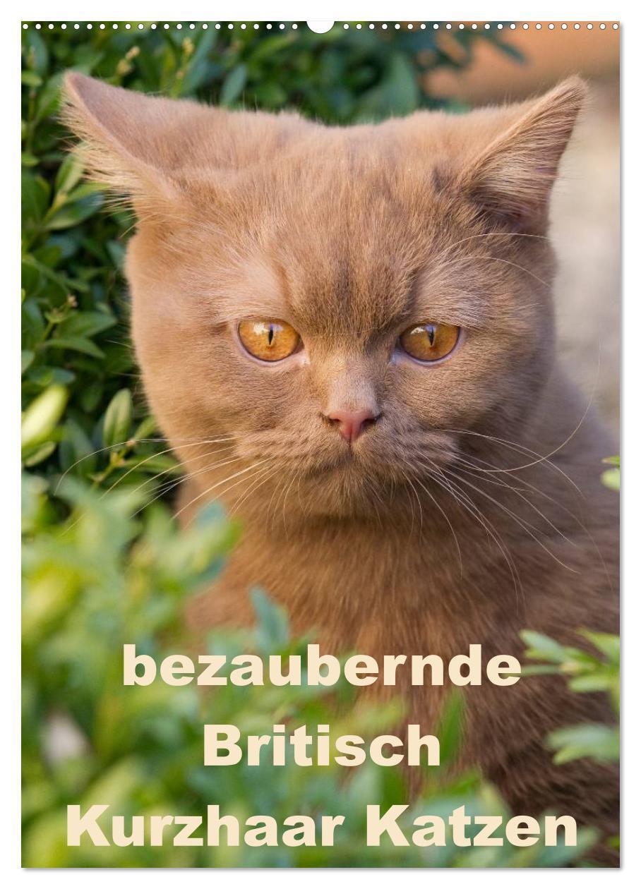 Cover: 9783675963825 | bezaubernde Britisch Kurzhaar Katzen (Wandkalender 2024 DIN A2...