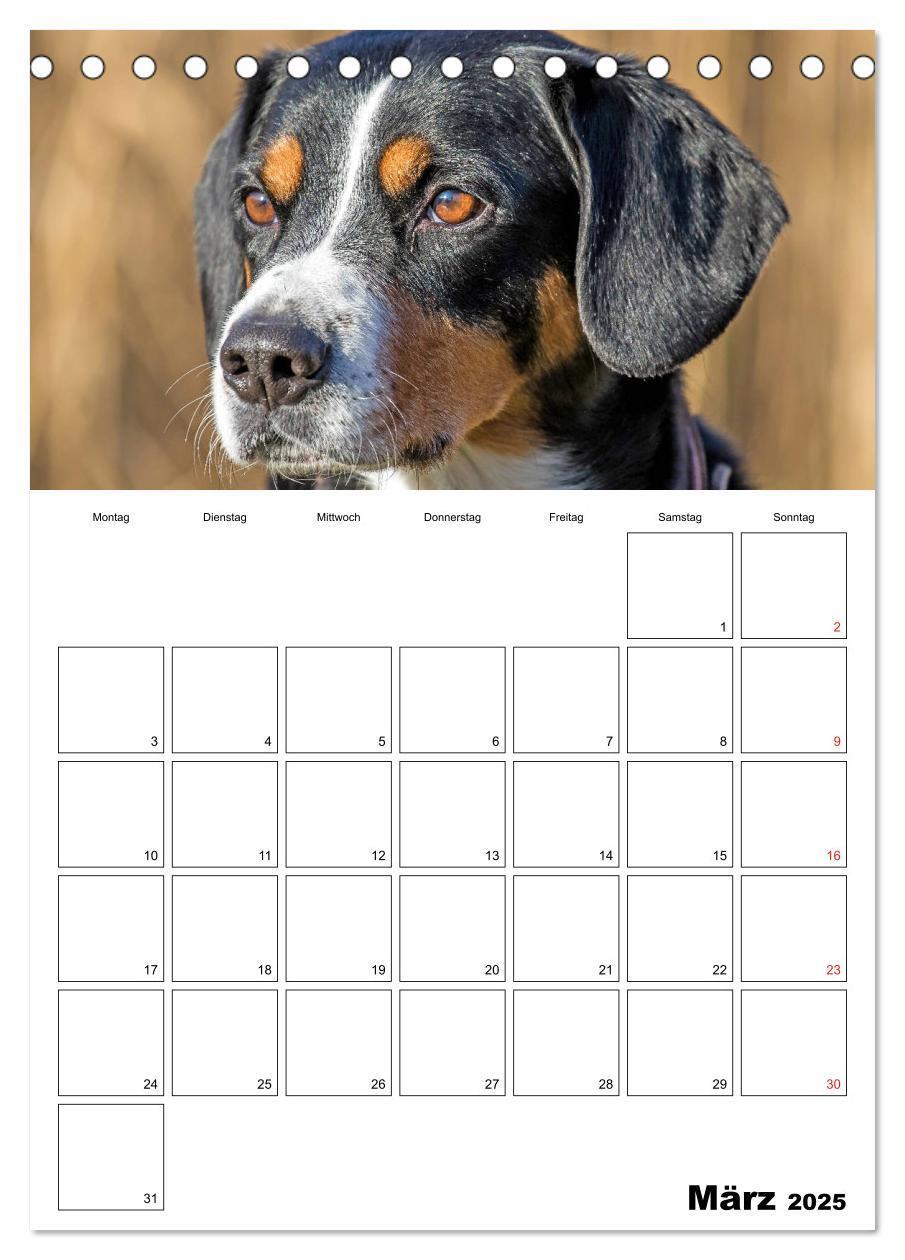 Bild: 9783457025314 | Entlebucher Sennenhunde begleiten Sie durch das Jahr (Tischkalender...