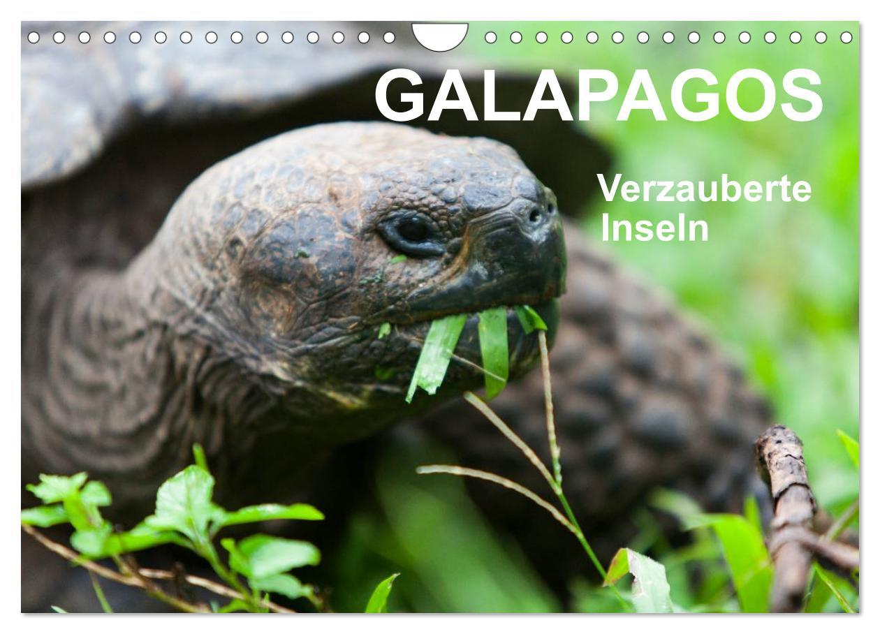 Cover: 9783435630684 | Galapagos. Verzauberte Inseln (Wandkalender 2025 DIN A4 quer),...