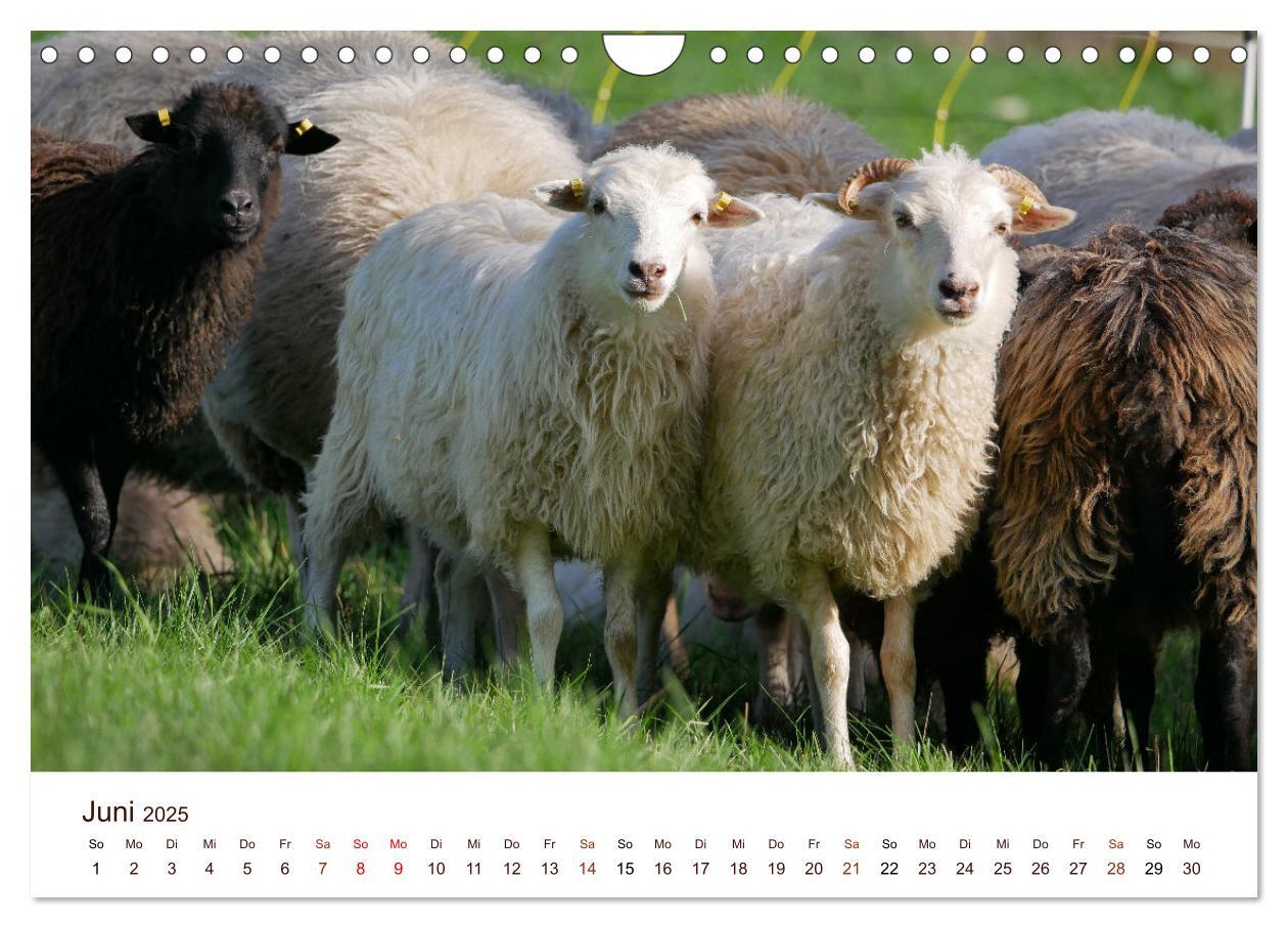 Bild: 9783435172689 | Schöne Schafe (Wandkalender 2025 DIN A4 quer), CALVENDO Monatskalender