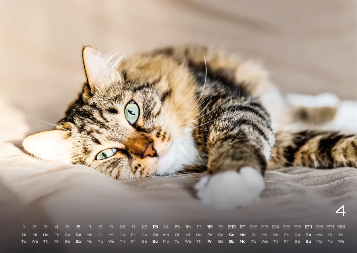 Bild: 9783986733865 | Miau - Unsere Stubentiger - Der Katzenkalender - 2025 - Kalender...