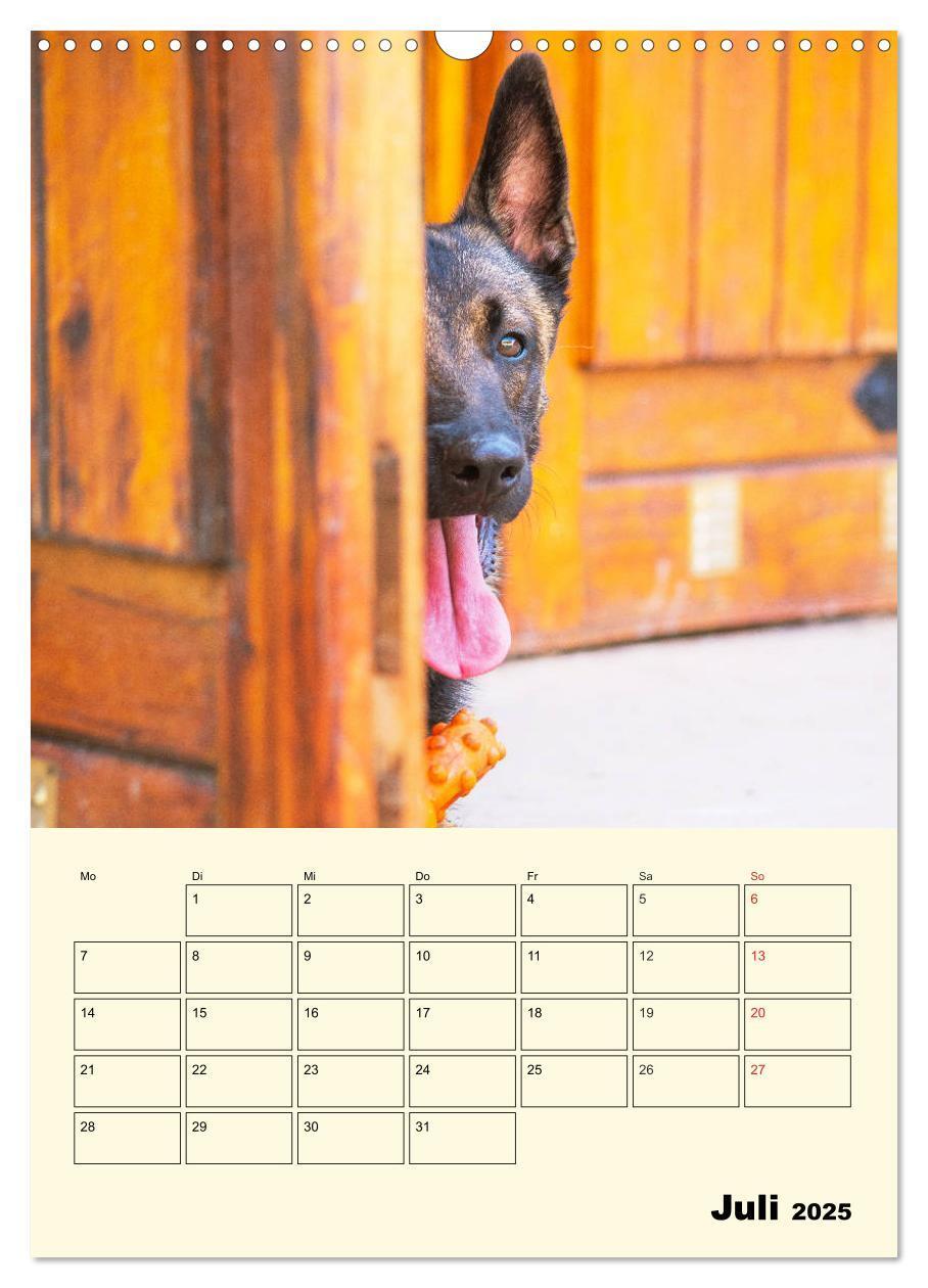 Bild: 9783435958788 | Familienplaner Tausendsassa Malinois (Wandkalender 2025 DIN A3...