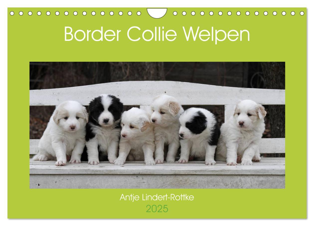 Cover: 9783435834037 | Border Collie Welpen (Wandkalender 2025 DIN A4 quer), CALVENDO...