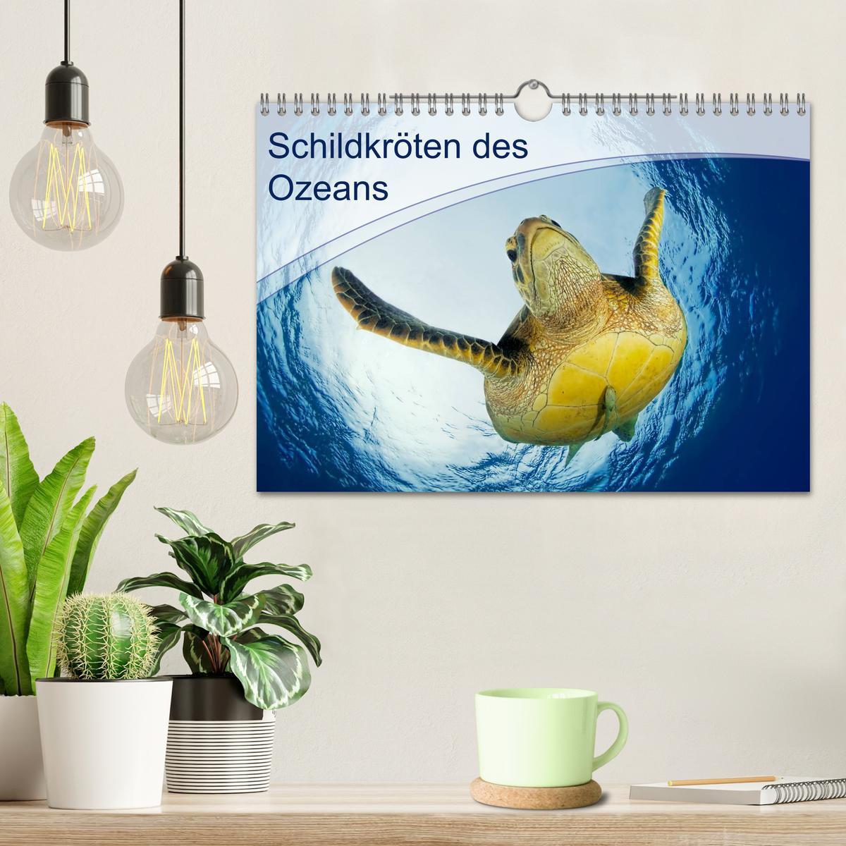 Bild: 9783435597680 | Schildkröten des Ozeans (Wandkalender 2025 DIN A4 quer), CALVENDO...