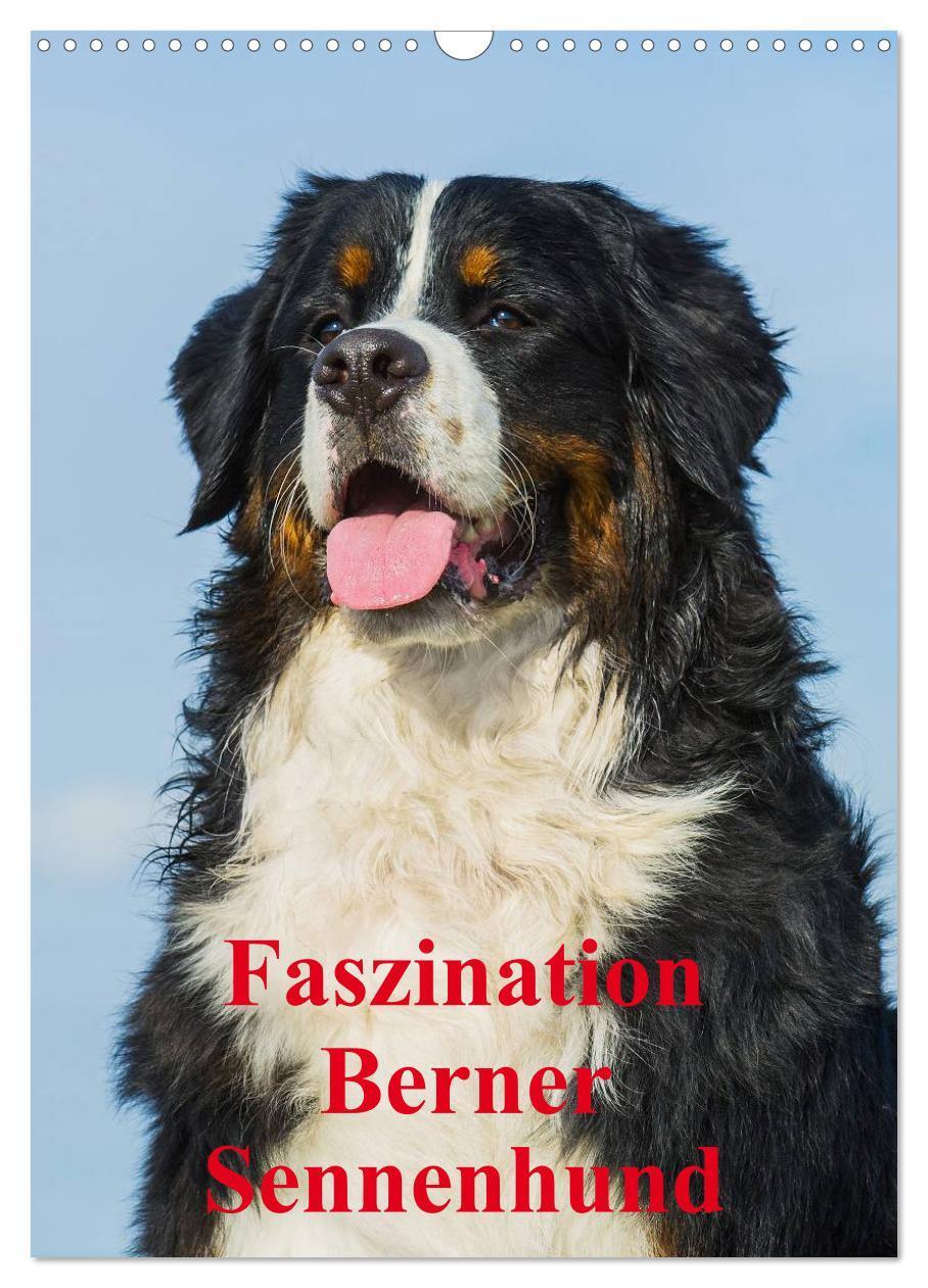 Cover: 9783383469961 | Faszination Berner Sennenhund (Wandkalender 2024 DIN A3 hoch),...