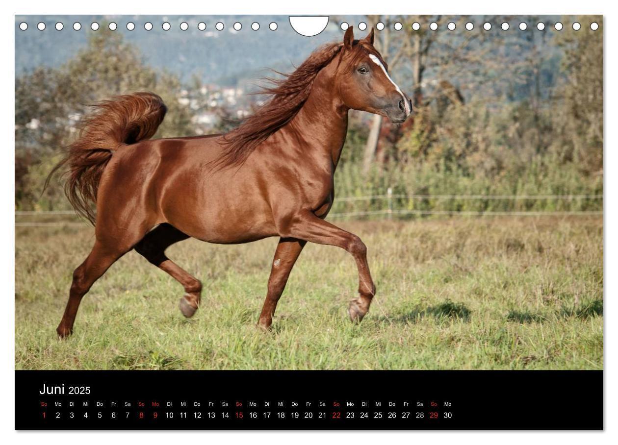 Bild: 9783435833429 | Pferdekalender (Wandkalender 2025 DIN A4 quer), CALVENDO...