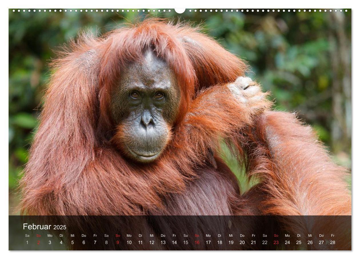 Bild: 9783435623549 | Menschenaffen. Gorillas, Schimpansen, Orang-Utans (Wandkalender...