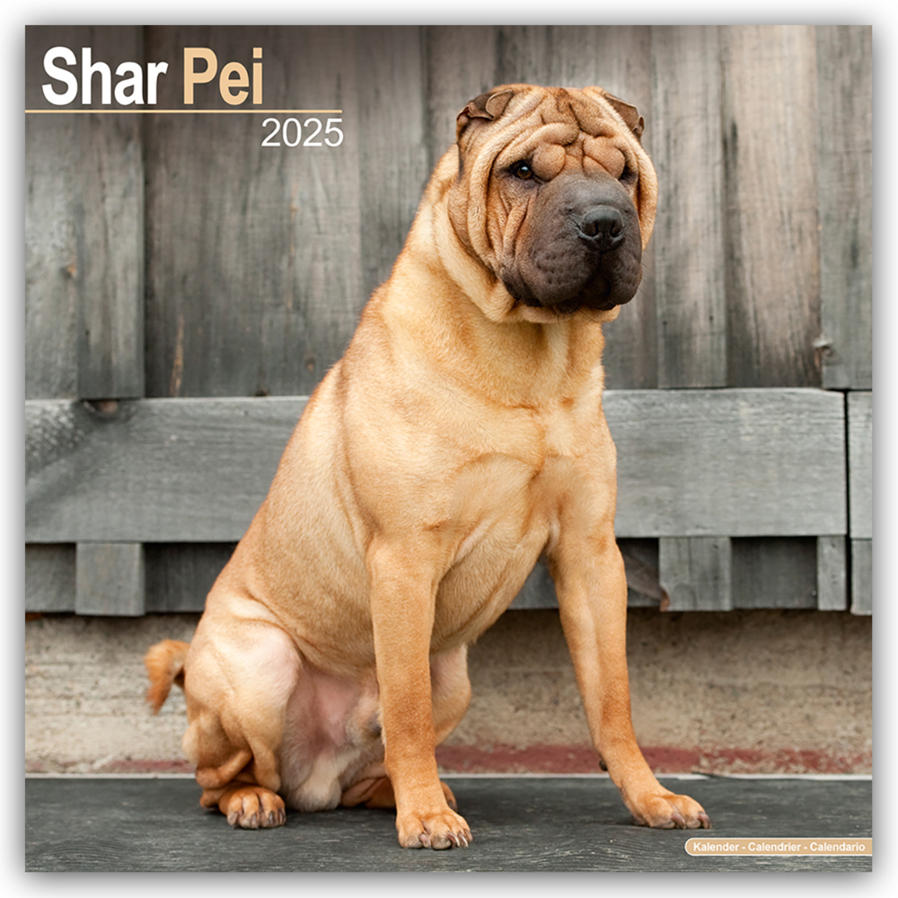 Cover: 9781804603888 | Shar Pei - Shar-Pei 2025 - 16-Monatskalender | Avonside Publishing Ltd