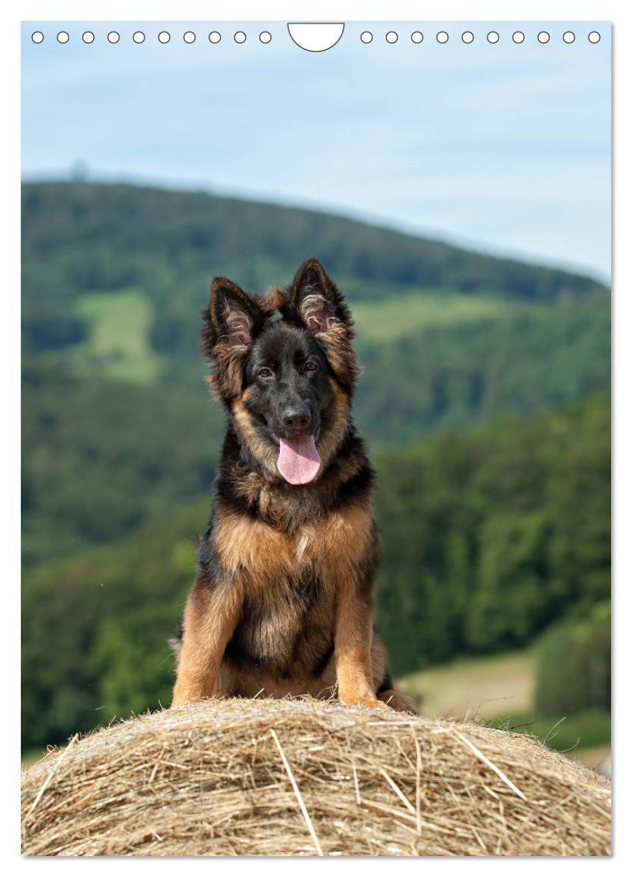 Bild: 9783457001493 | Schäferhunde Langstockhaar zum verlieben (Wandkalender 2025 DIN A4...