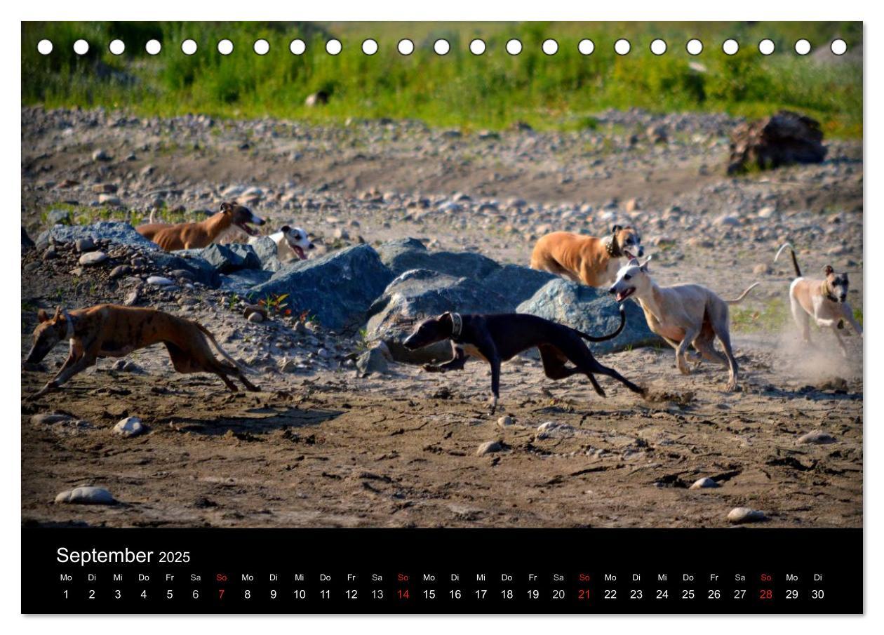 Bild: 9783435629909 | Whippets in Aktion (Tischkalender 2025 DIN A5 quer), CALVENDO...