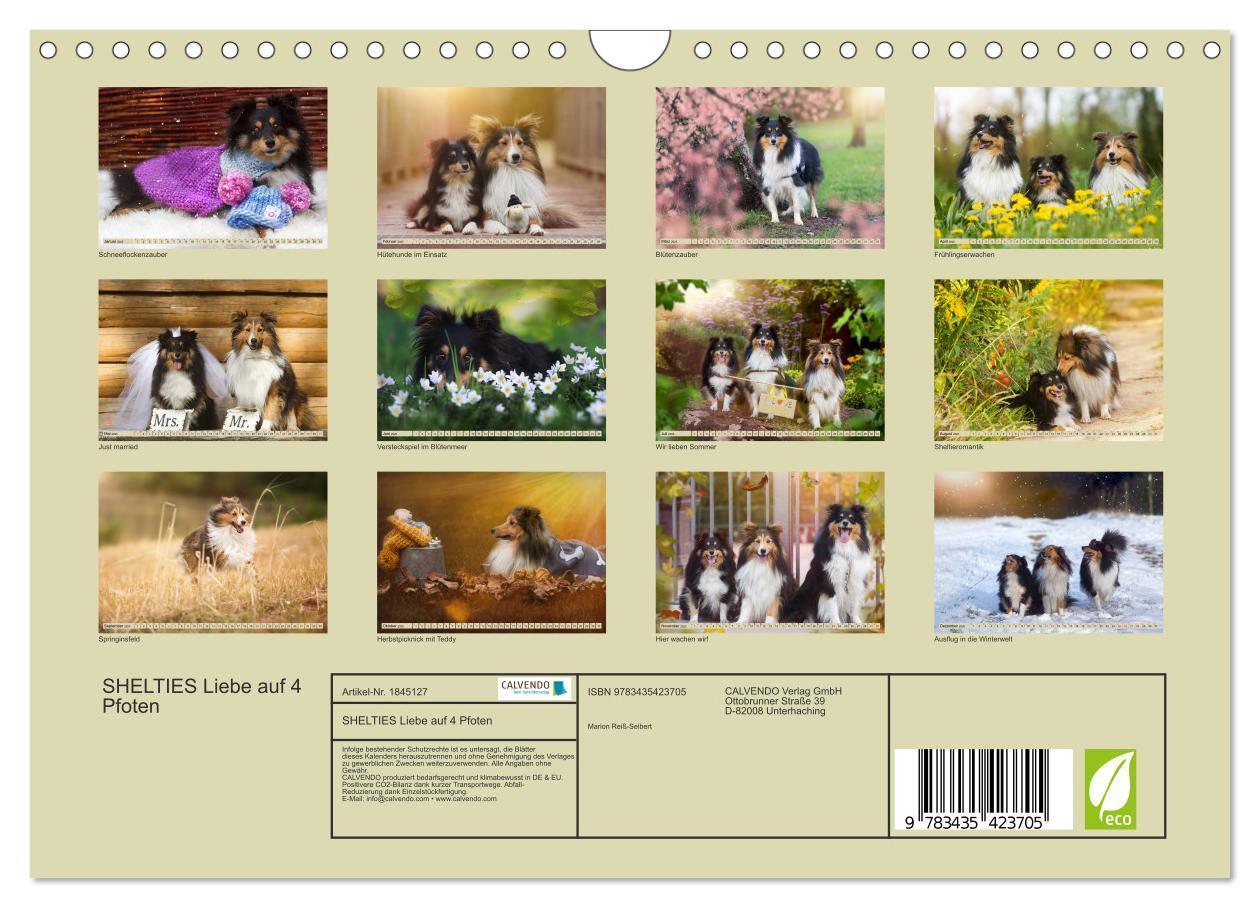 Bild: 9783435423705 | SHELTIES Liebe auf 4 Pfoten (Wandkalender 2025 DIN A4 quer),...