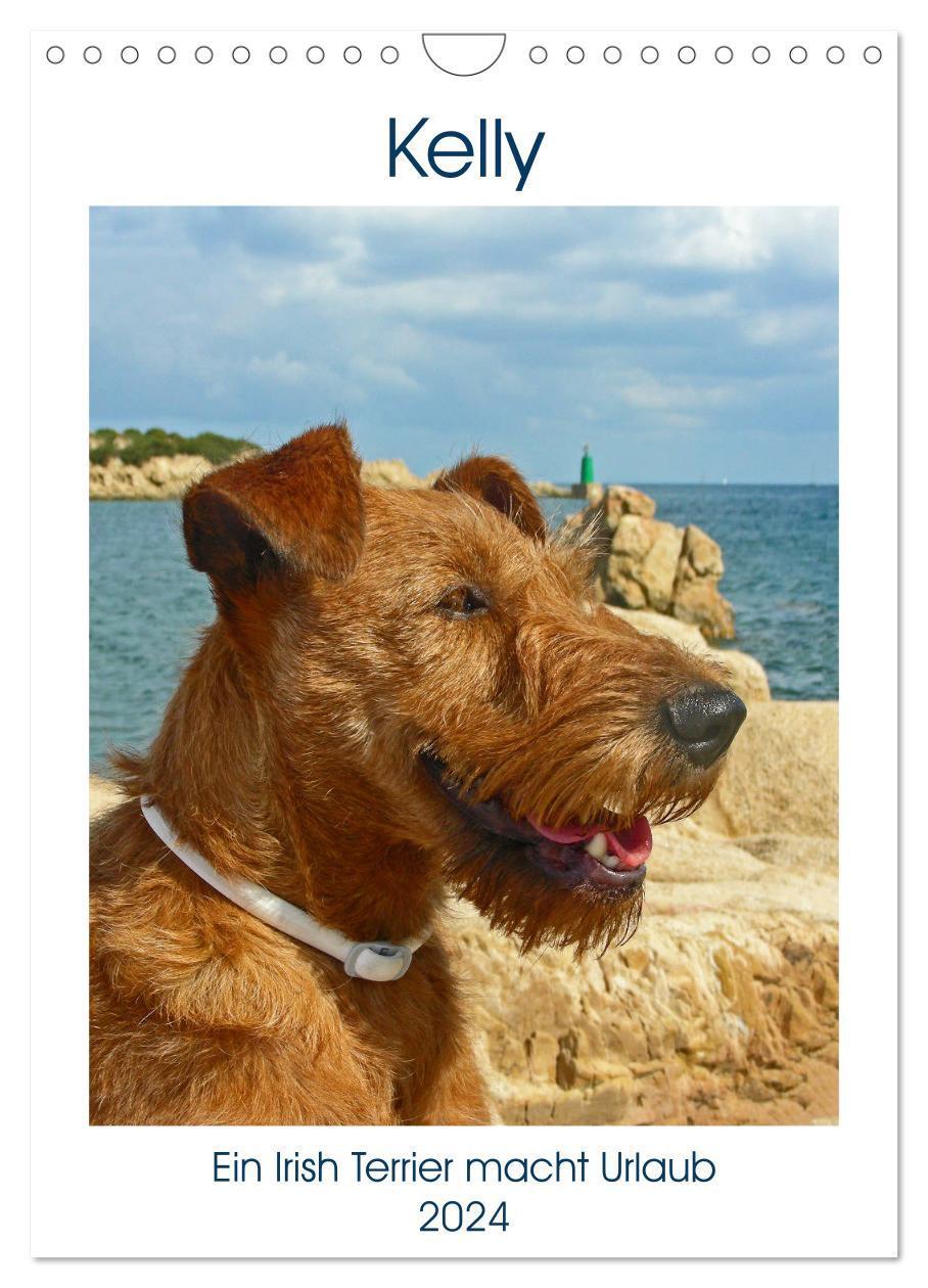 Cover: 9783675956766 | Kelly - Ein Irish Terrier macht Urlaub (Wandkalender 2024 DIN A4...