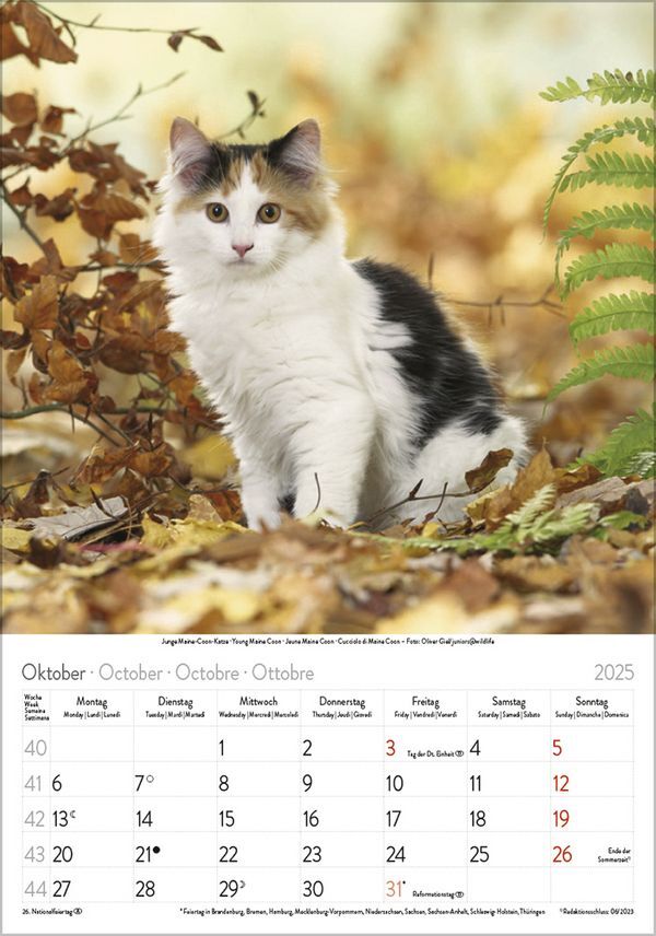 Bild: 9783731876168 | Katzen 2025 | Korsch Verlag | Kalender | Spiralbindung | 13 S. | 2025